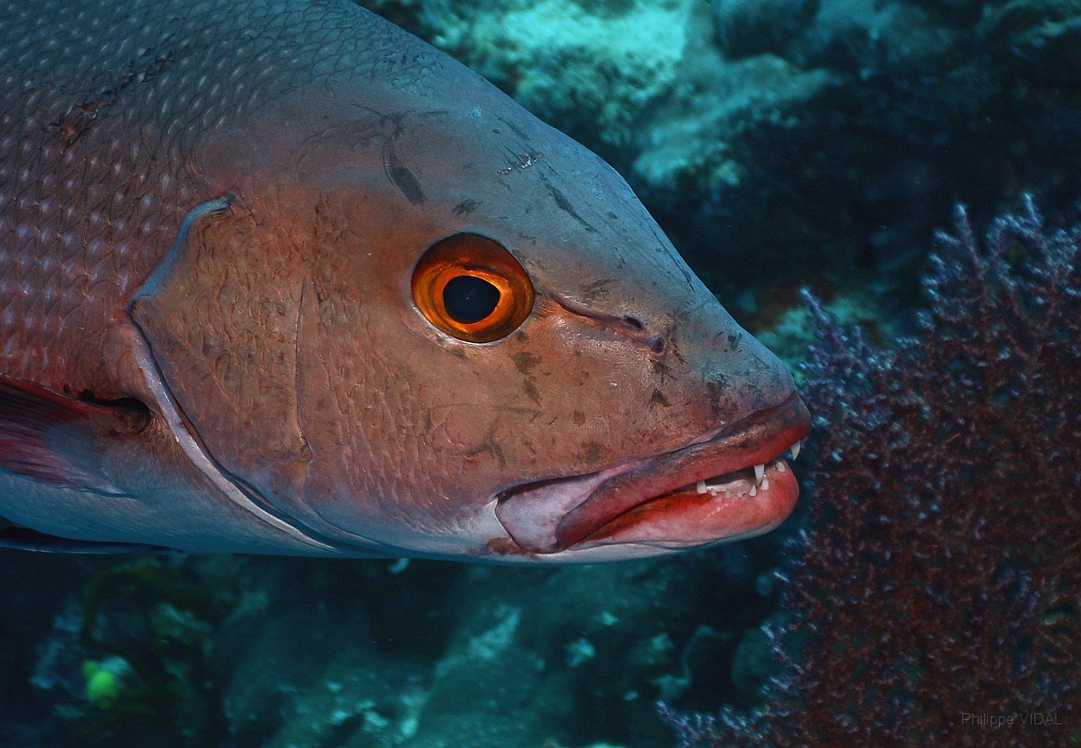 Sipadan_2015_Vivaneau chien rouge_Lutjanus bohar_IMG_3251_rc.jpg